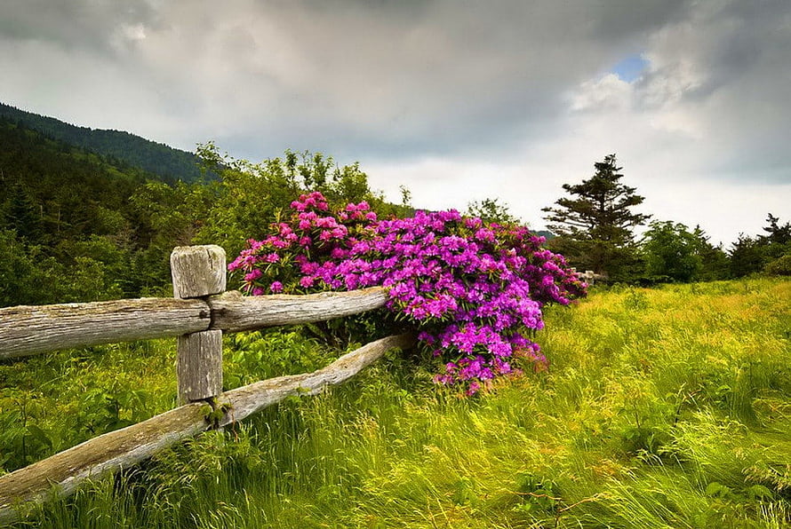 Vibrant Purple Rhododendron Bush Blooming Along a Rustic Wooden Fence in a Green Highland Meadow HD wallpaper
