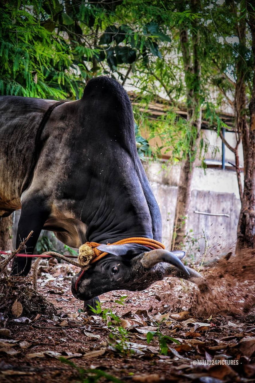 Jallikattu Bull Charging Through Forest Undergrowth HD phone wallpaper