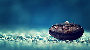 Macro Coffee Bean with Water Droplets on a Blue Background HD wallpaper