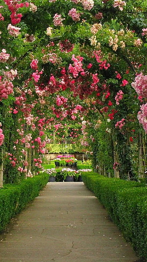 Romantic Rose Archway Garden Path with Pink and Red Blooms HD phone wallpaper