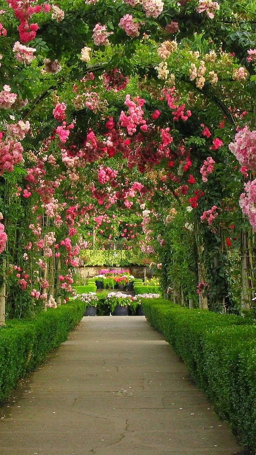 Romantic Rose Archway Garden Path with Pink and Red Blooms HD phone wallpaper