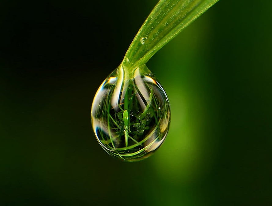Macro Photography of a Dew Drop Hanging from a Green Leaf Blade with Intricate Reflections HD wallpaper