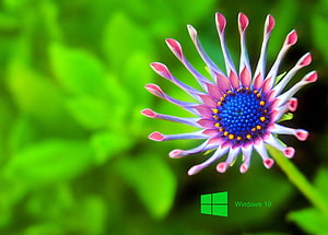 Vibrant Purple and Blue Macro Flower with Green Foliage Background HD wallpaper