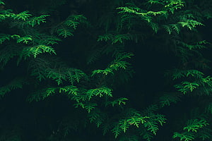 Dark Green Conifer Foliage Against a Deep Shadowed Forest Background HD wallpaper