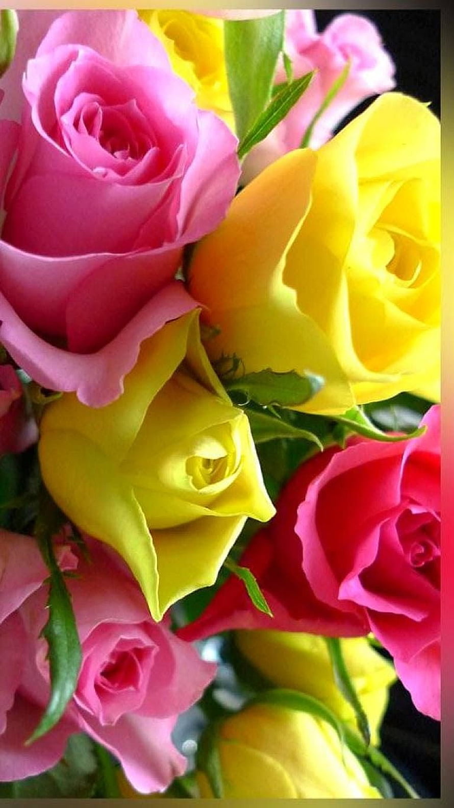 Vibrant bouquet of pink and yellow roses with lush green leaves HD phone wallpaper