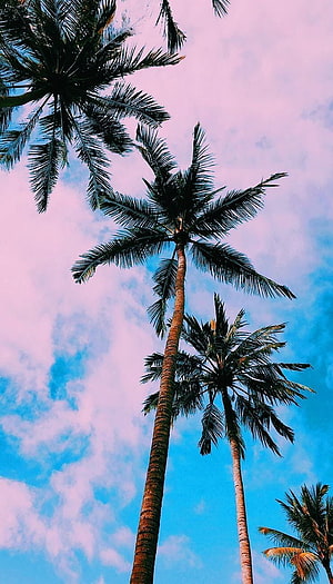 Tall Palm Trees Against a Vibrant Pink and Blue Sky HD phone wallpaper