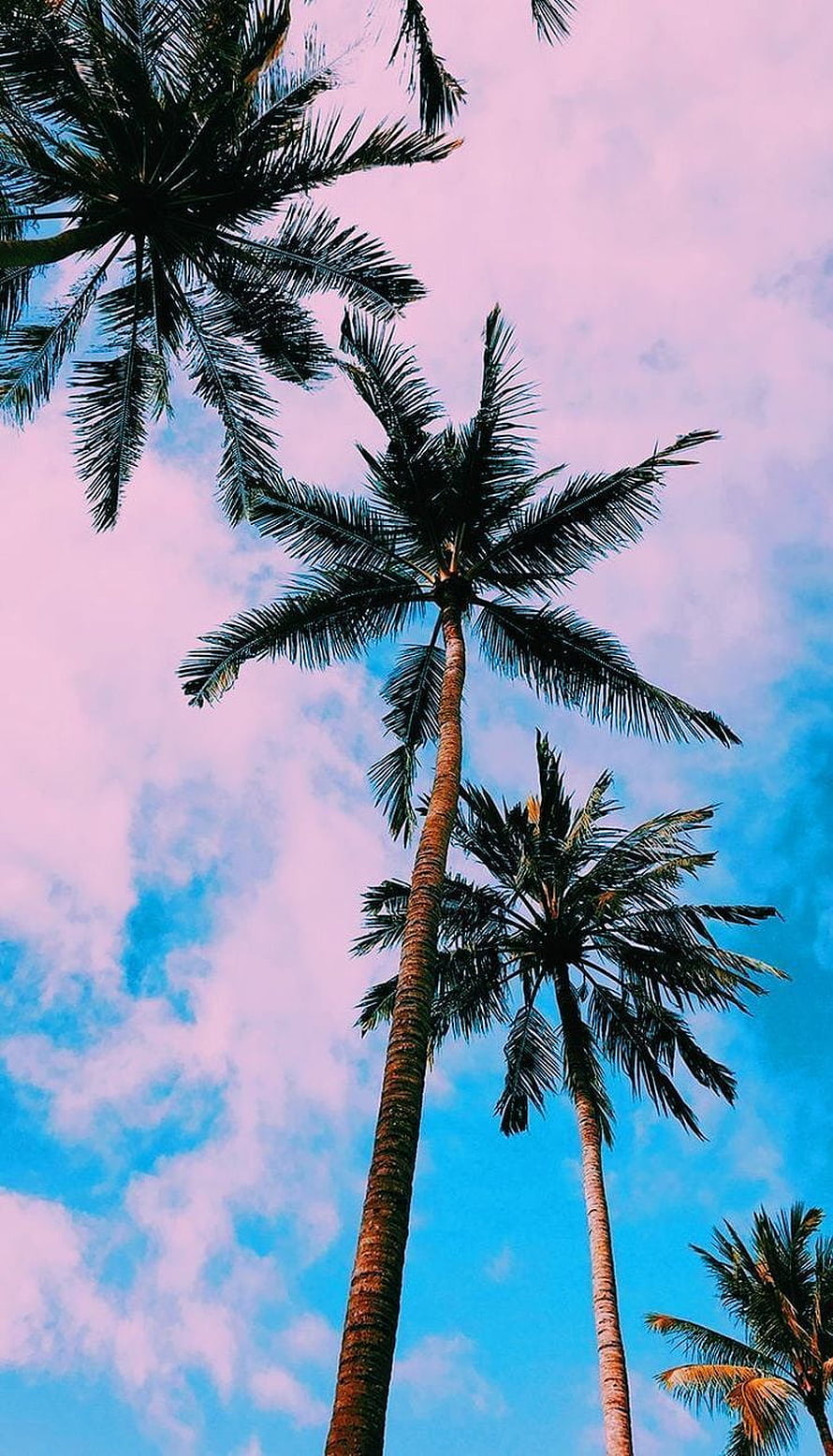 Tall Palm Trees Against a Vibrant Pink and Blue Sky HD phone wallpaper