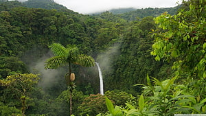 Misty Waterfall Cascading Through Dense Tropical Rainforest Jungle HD wallpaper
