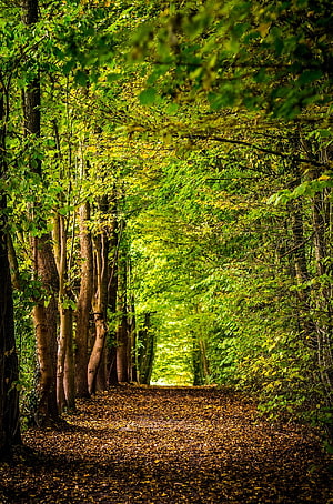 Sunlit Forest Path Lined With Tall Trees And Fallen Leaves HD phone wallpaper