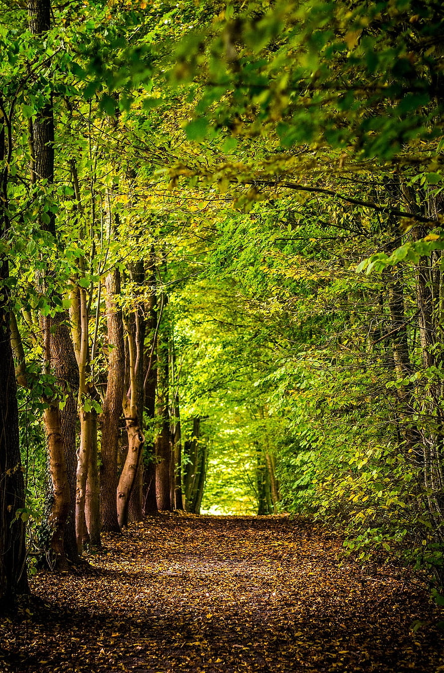 Sunlit Forest Path Lined With Tall Trees And Fallen Leaves HD phone wallpaper