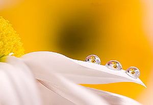 Macro Photography of Water Droplets on a White Petal with Yellow Flower Background HD wallpaper