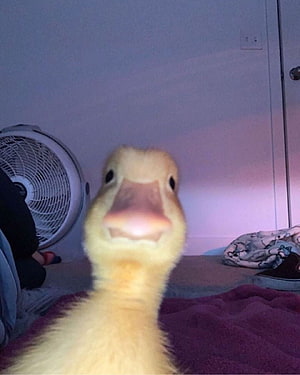 Close-up of a fluffy yellow duckling with a wide beak in a cozy indoor setting HD phone wallpaper