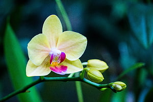 Pale Yellow Phalaenopsis Orchid with Vibrant Magenta Center and Green Buds HD wallpaper