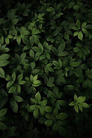 Dark Green Leafy Foliage Texture with Deep Shadows and Natural Patterns HD phone wallpaper