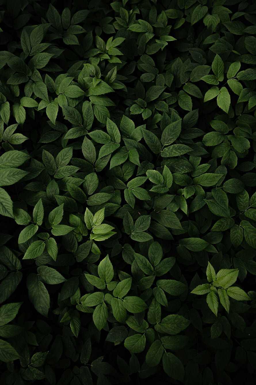 Dark Green Leafy Foliage Texture with Deep Shadows and Natural Patterns HD phone wallpaper