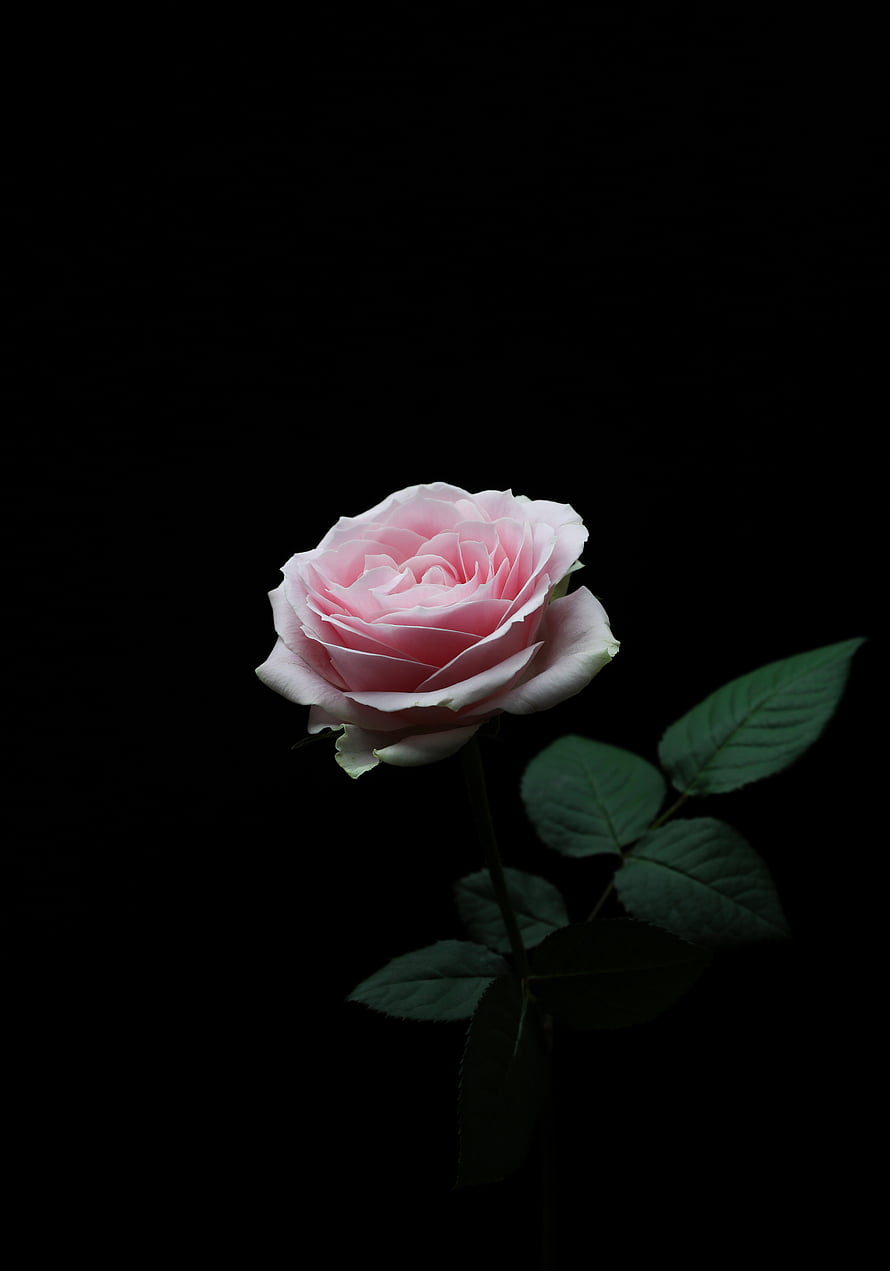 Elegant Pink Rose in Full Bloom Against a Deep Black Background HD phone wallpaper