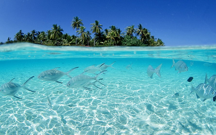 Tropical Island Split-Level View With School Of Silver Fish In Crystal Clear Turquoise Water HD wallpaper
