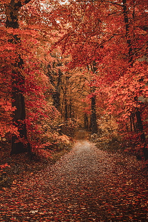 Serene Autumn Forest Path Lined With Vibrant Red and Orange Foliage HD phone wallpaper