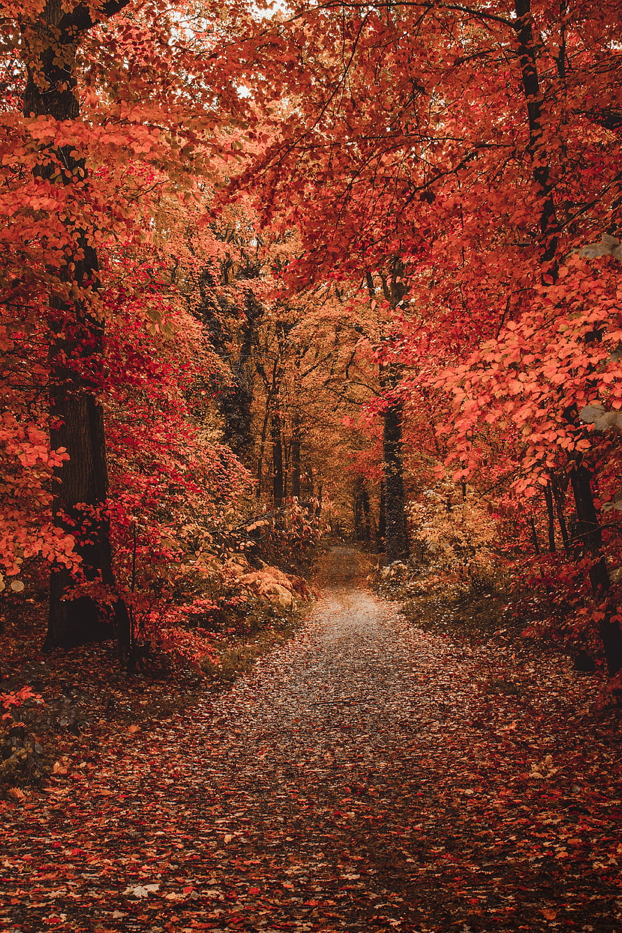 Serene Autumn Forest Path Lined With Vibrant Red and Orange Foliage HD phone wallpaper