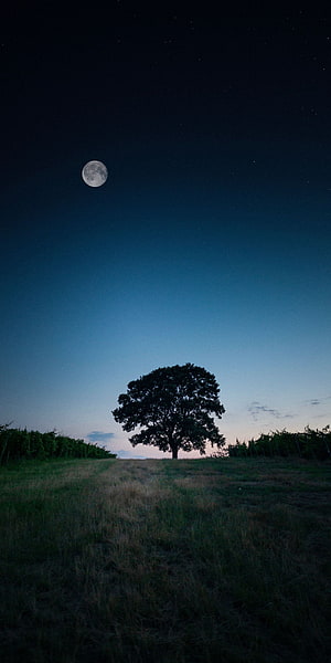 Solitary Tree Silhouette Under a Full Moon in a Twilight Meadow HD phone wallpaper