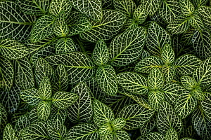 Close-up of Green Leaves with Intricate White Vein Patterns and Natural Texture HD wallpaper