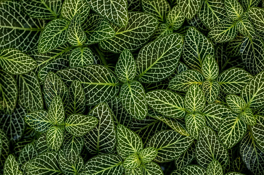 Close-up of Green Leaves with Intricate White Vein Patterns and Natural Texture HD wallpaper