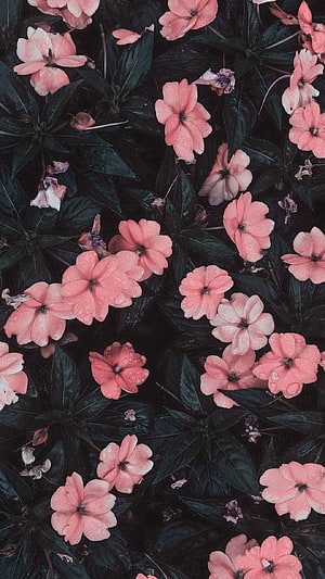 Pink Impatiens Blooms on Dark Foliage with Dew Drops HD phone wallpaper