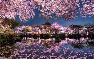 Illuminated Japanese Temple and Cherry Blossoms Reflected in a Garden Pond at Night HD wallpaper
