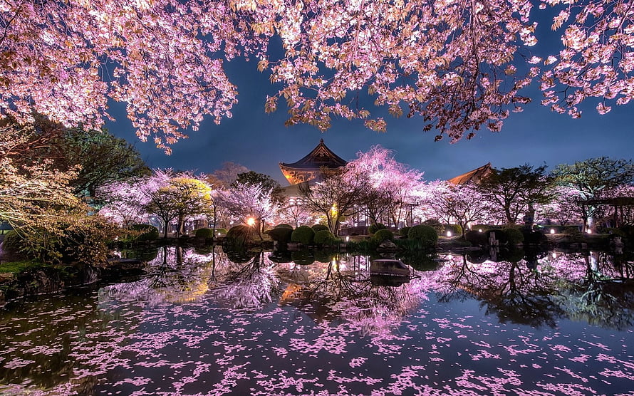 Illuminated Japanese Temple and Cherry Blossoms Reflected in a Garden Pond at Night HD wallpaper