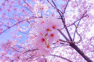 Delicate Pink Sakura Blossoms in Full Bloom Against a Soft Blue Sky HD wallpaper