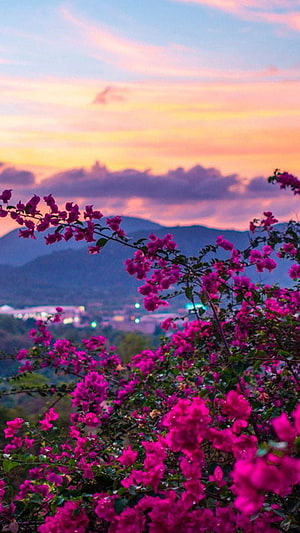 Vibrant Bougainvillea Blooms Against a Pastel Sunset Sky and Distant Mountains HD phone wallpaper