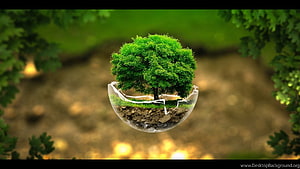 Suspended Glass Globe with Lush Green Tree and Soil Layer in Forest Setting HD wallpaper
