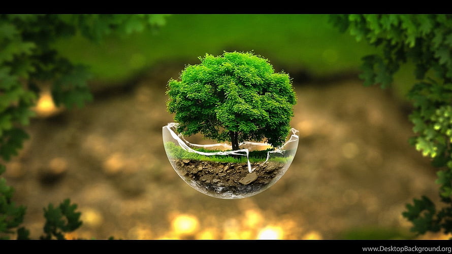 Suspended Glass Globe with Lush Green Tree and Soil Layer in Forest Setting HD wallpaper