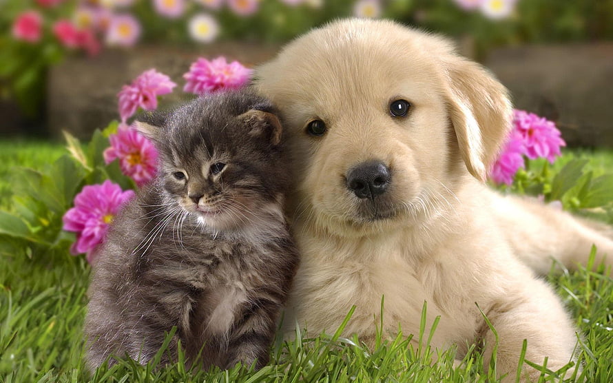 Golden Retriever Puppy And Tabby Kitten Snuggling Together In A Flower Garden HD wallpaper