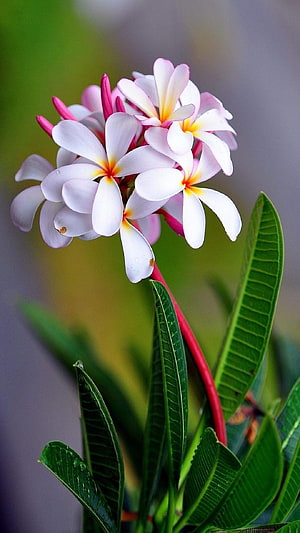 White Plumeria Blossoms with Pink Buds and Green Leaves HD phone wallpaper