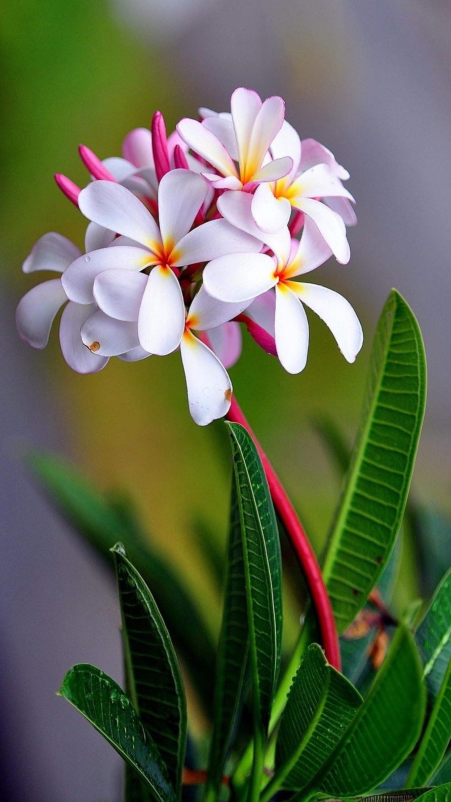 White Plumeria Blossoms with Pink Buds and Green Leaves HD phone wallpaper