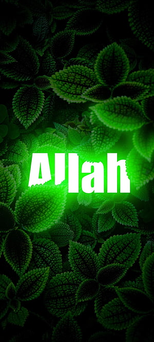 Allah Name in White Text Over Dark Green Leafy Background with Glowing Center HD phone wallpaper