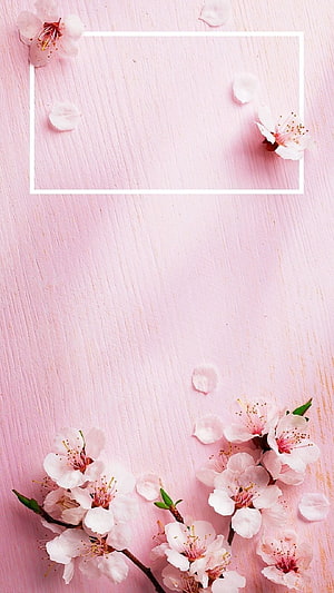 Pink Cherry Blossom Branches on Pastel Wood with White Frame HD phone wallpaper
