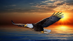 Majestic Bald Eagle Soaring Over Calm Ocean Waters at Golden Sunset HD wallpaper