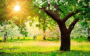 Sunlit Spring Orchard With Blooming Trees And Vibrant Green Grass HD wallpaper