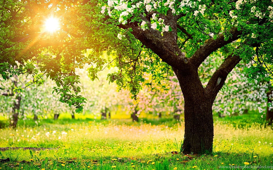 Sunlit Spring Orchard With Blooming Trees And Vibrant Green Grass HD wallpaper