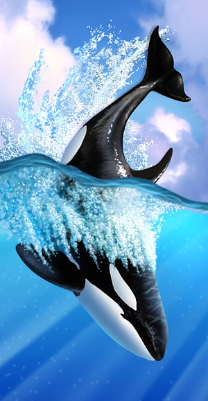Orca Breaching the Ocean Surface with Dynamic Water Splash and Blue Sky Background HD phone wallpaper