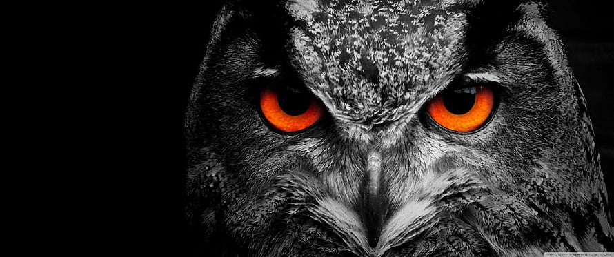 Intense Close-Up of a Great Horned Owl with Glowing Orange Eyes Against a Dark Background HD wallpaper