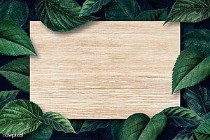 Natural wooden board framed by lush green leaves on a dark background HD wallpaper