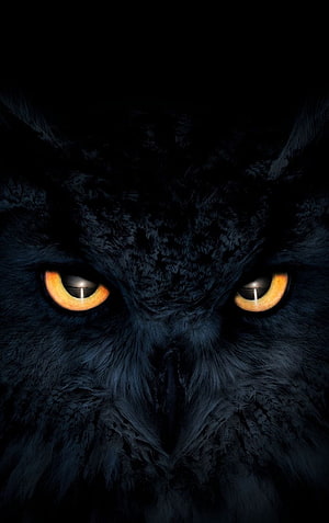 Close-up of a black owl with intense glowing amber eyes in deep shadow HD phone wallpaper