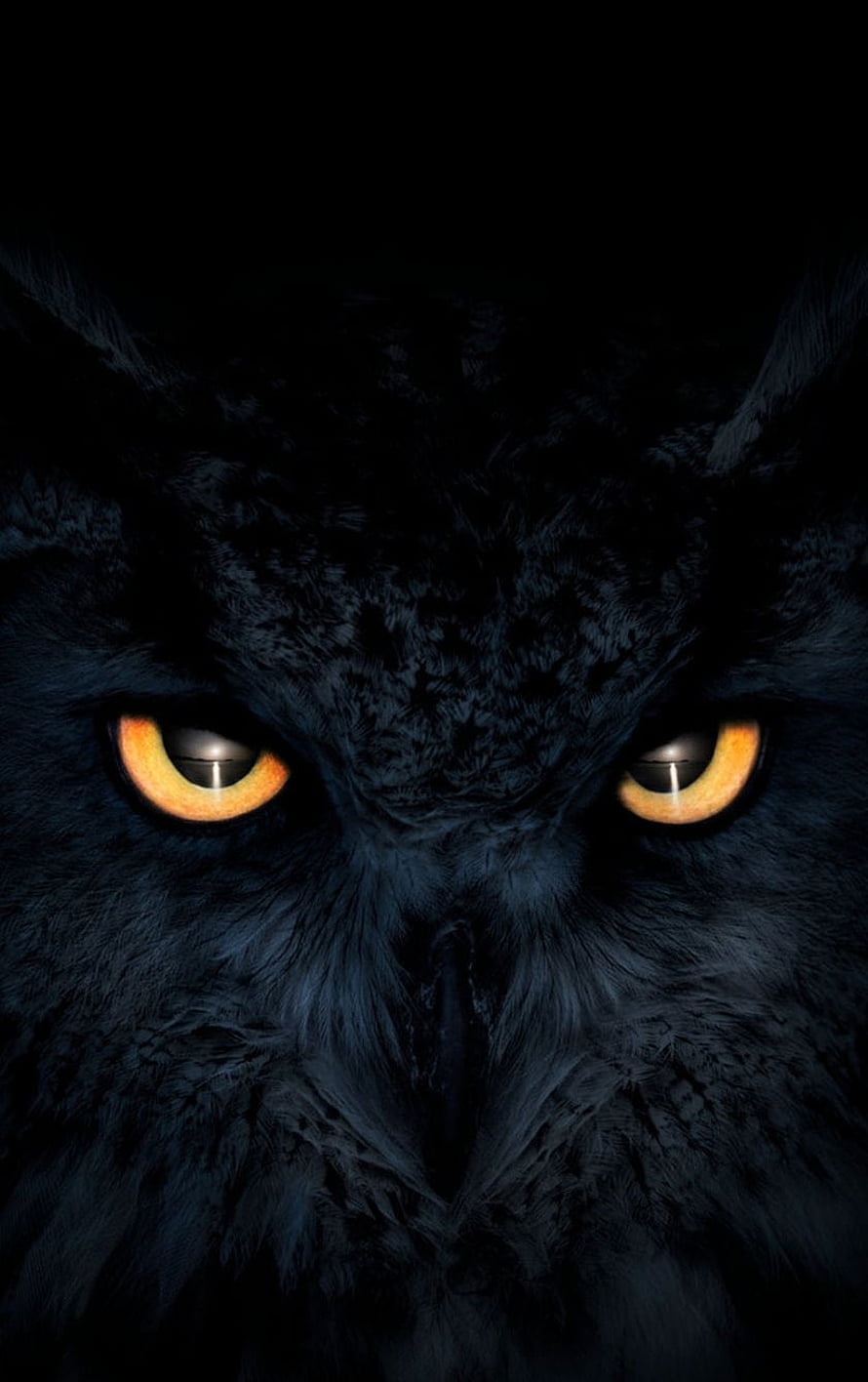 Close-up of a black owl with intense glowing amber eyes in deep shadow HD phone wallpaper