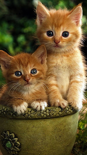 Two fluffy orange tabby kittens with blue eyes sitting in a decorative ceramic pot HD phone wallpaper