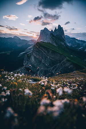 Dramatic Dolomites Mountain Peaks at Sunset with Wildflower Meadow Foreground HD phone wallpaper