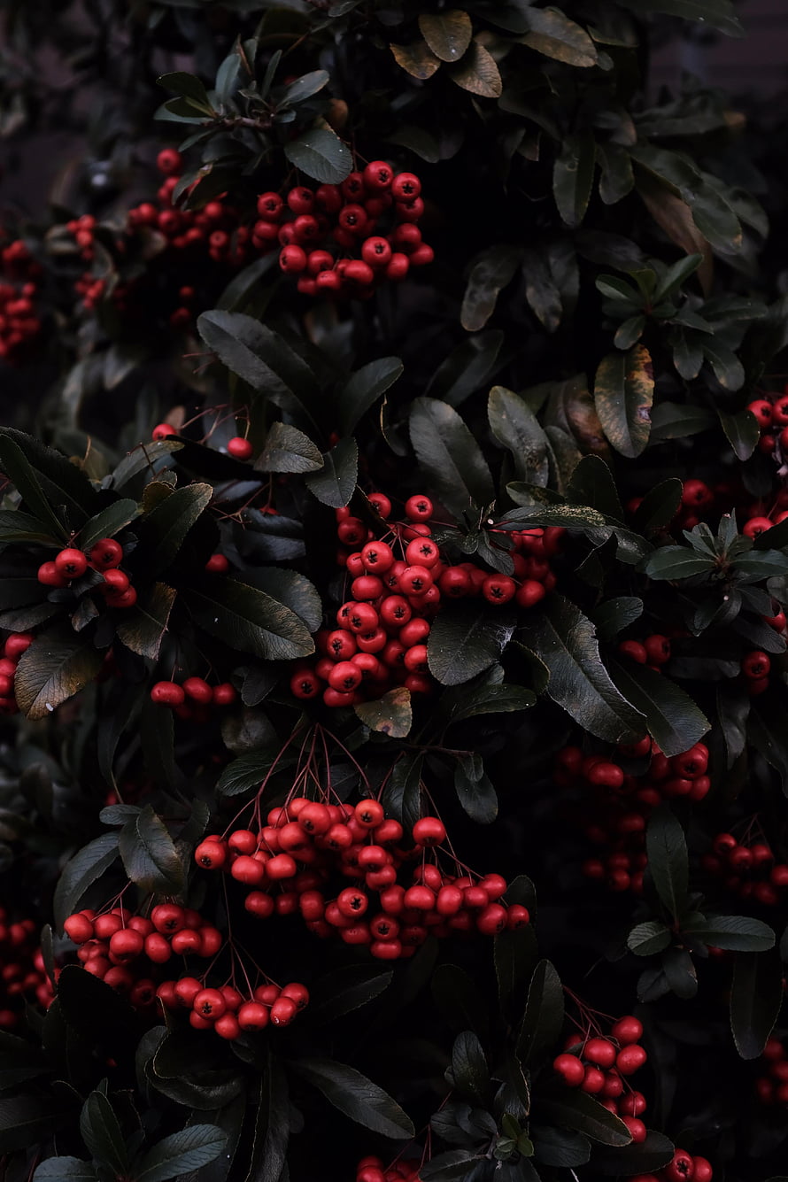 Dark Moody Close-Up of Vibrant Red Berries on a Leafy Branch HD phone wallpaper