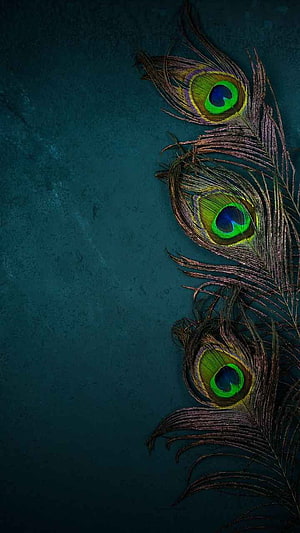 Dark Peacock Feathers with Iridescent Green Eyes on Textured Teal Background HD phone wallpaper
